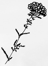 190x261 Flower, Dandelion, Drawing, Simple, Drawn Men's Premium T Shirt