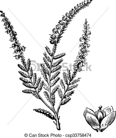 394x470 Erica, Vulgaris, Gemensam, Heather Eller, Engraving