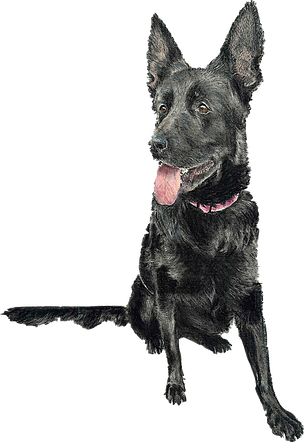 304x443 drawing portrait pastel heavenly pet art pet portrait art