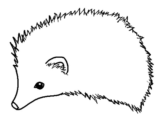 600x476 How To Draw Hedgehog Coloring Pages Coloring Sun