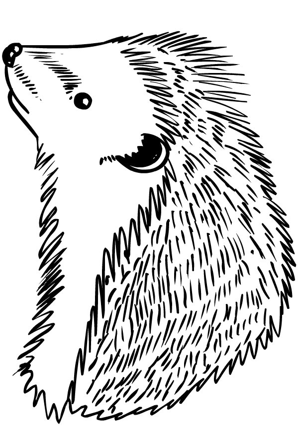 599x884 Drawing Of Hedgehogs Coloring Page