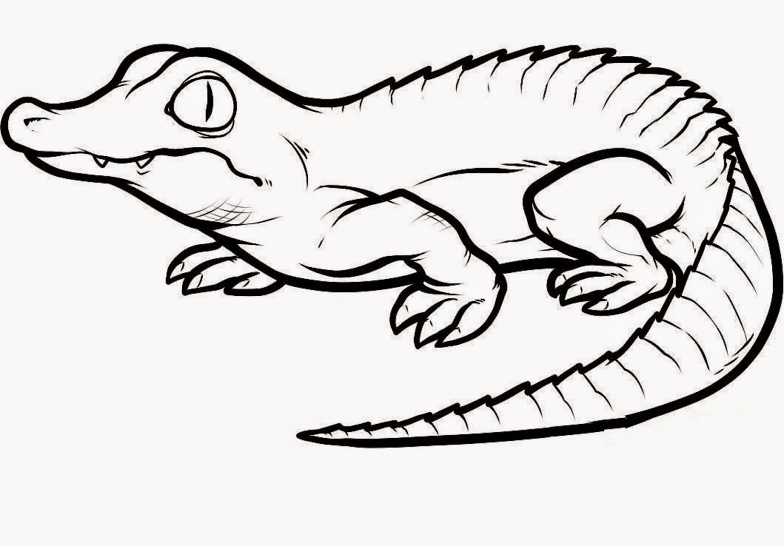1600x1115 New Crocodiles Colour Drawing Hd Wallpaper Free Coloring Book