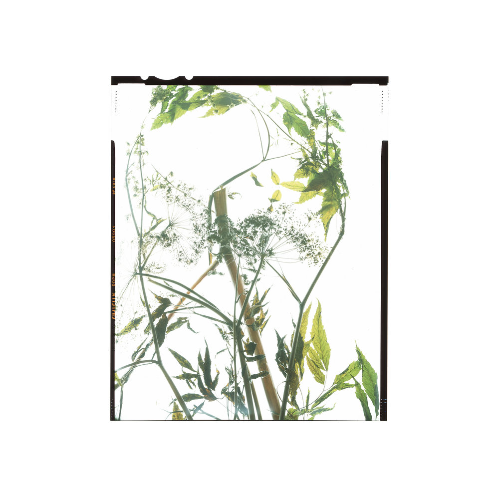 1000x1000 honour hiers stewart honour plants