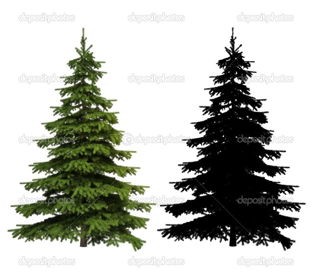 1024x914 ultra detailed picea spruce tree with silhouette included stock