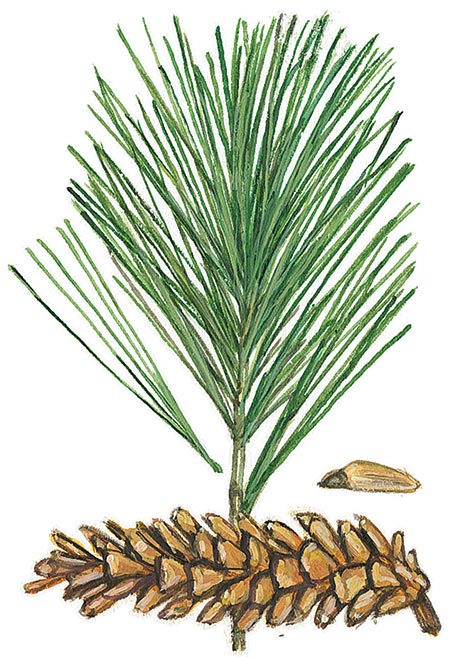 450x657 what's in a name tree id for ordinary mortals winter