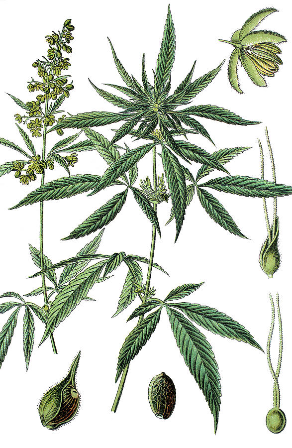 587x900 Cannabis Sativa Drawing
