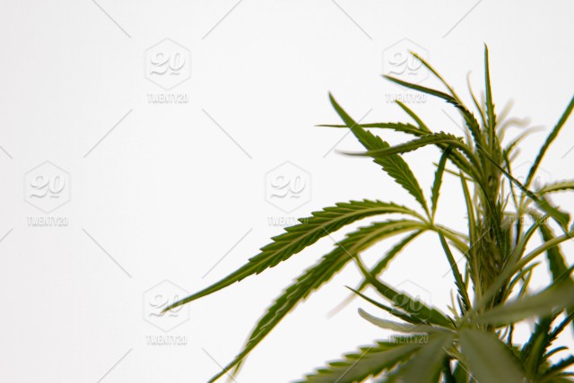640x427 Cannabis Sativa Chilombiana Marijuana Weed Plant Stock Photo