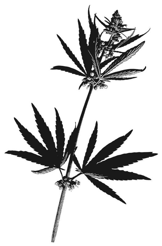 527x800 hemp art print