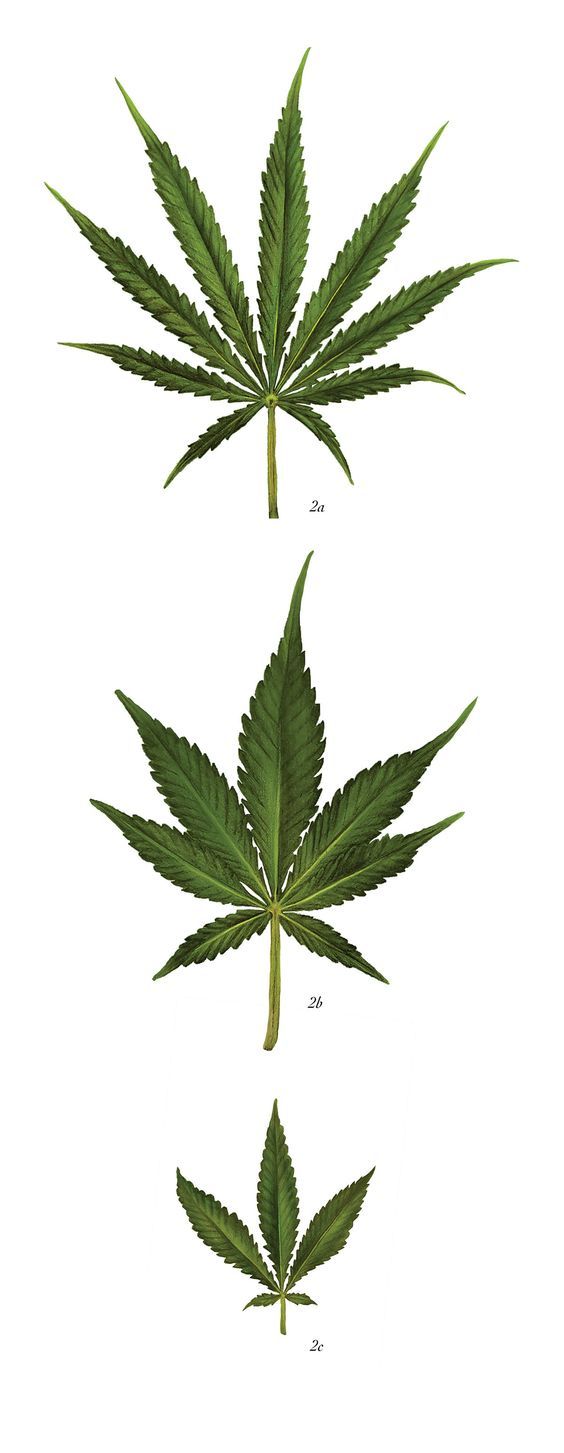 564x1453 inspire drawing cannabis, weed, hemp