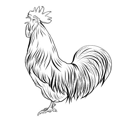 416x416 Hen Drawing Rooster, Isolated Premium Clipart
