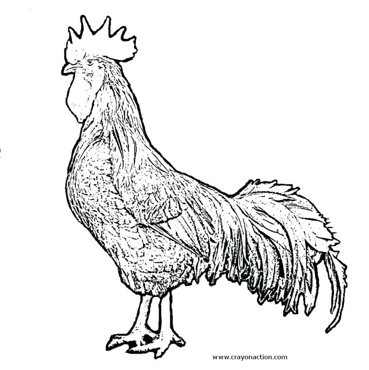 728x730 Easy Rooster Drawing
