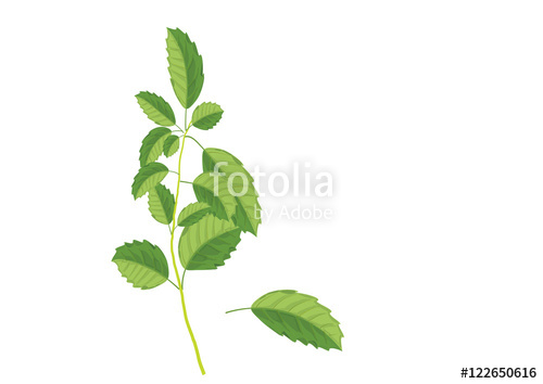 500x354 Basil Leaves On The Branch Herbs For Cooking Hand Drawing