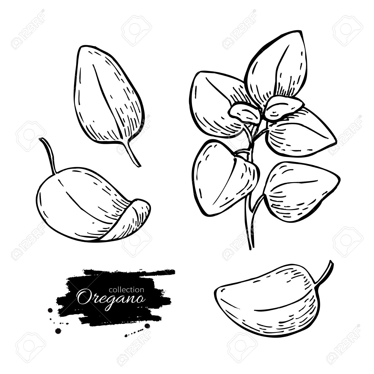 1300x1300 Drawn Herbs Oregano Plant