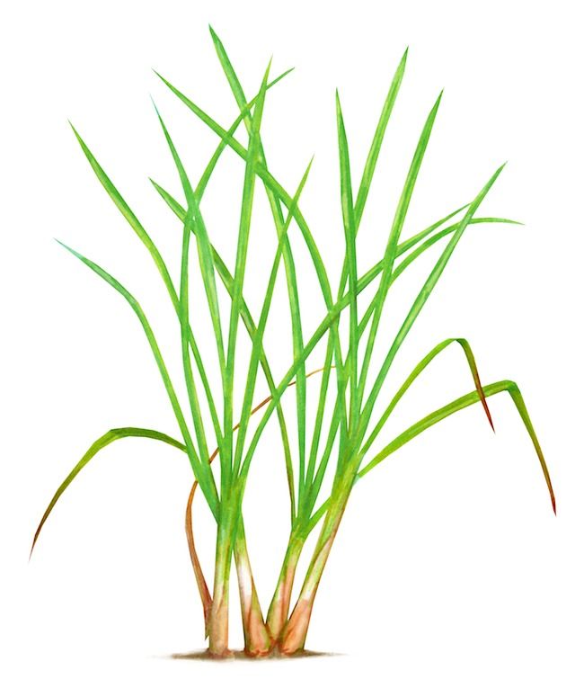 640x765 Lemongrass Holistic Healing Lemon Grass, Grass Drawing