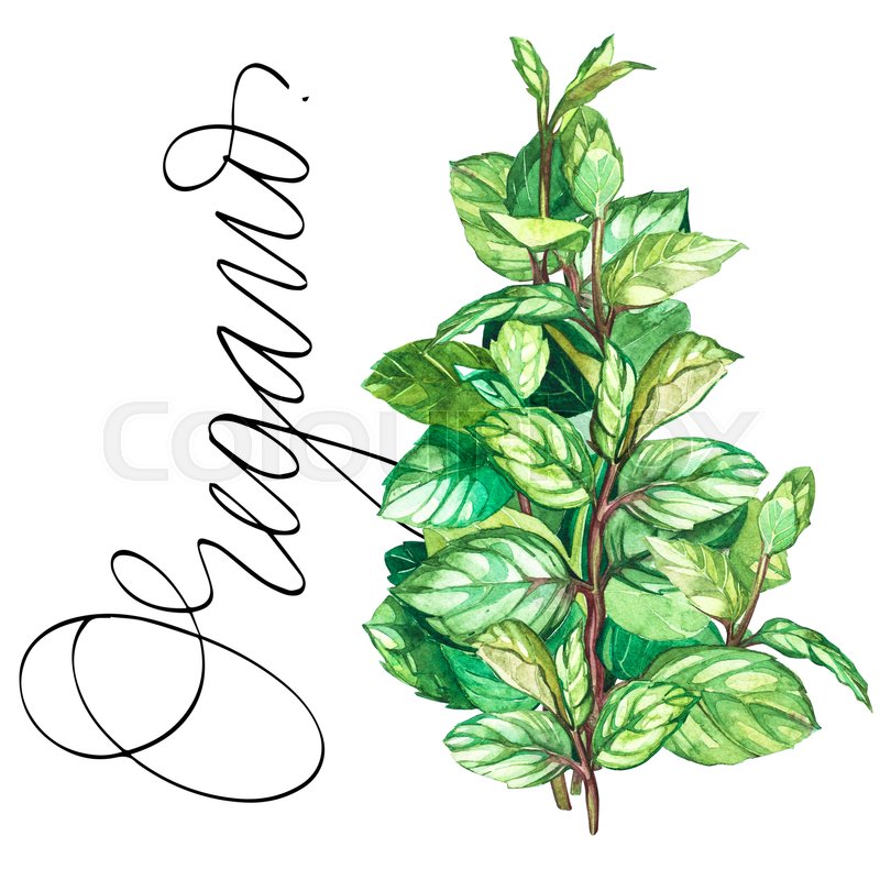 800x800 Oregano Botanical Drawing Of A Stock Image Colourbox