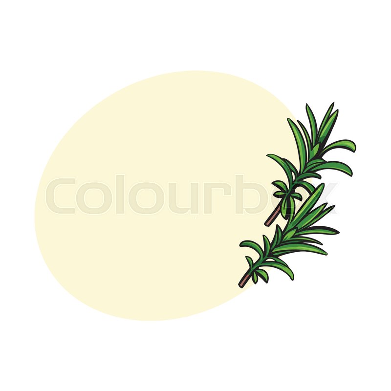 800x800 rosemary herbs, spices, ingredients, stock vector colourbox