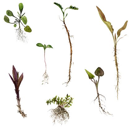 416x416 Set Of Watercolor Drawing Herbs With Roots Premium Clipart
