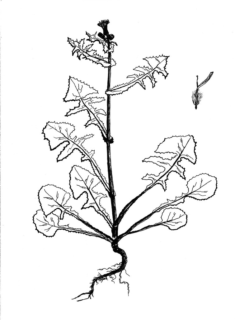 755x1024 The World's Most Recently Posted Photos Of Drawing And Herbarium