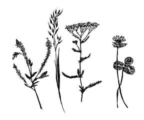 Herbs Drawing | Free download on ClipArtMag