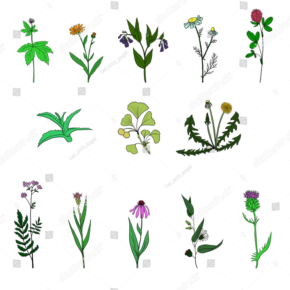 1000x1000 Vector Set Of Hand Drawn Medical Herbs, Line Drawing Plants