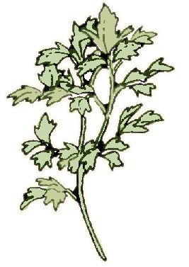 267x377 Herbs Drawing Parsley Huge Freebie! Download For Powerpoint