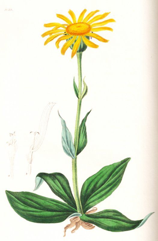 526x800 arnica herbal botanic herbs illustration