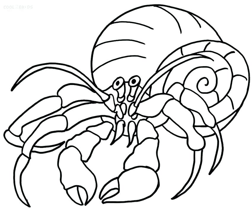 850x719 hermit crab drawing hermit crab