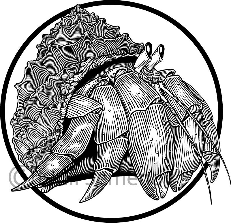 801x773 Black And White Illustration Of Hermit Crab Engraving Style
