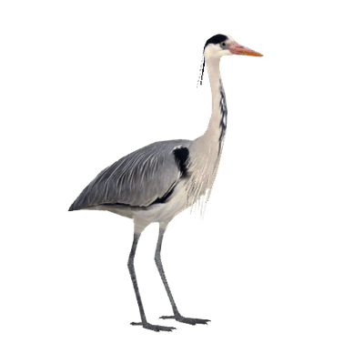 400x400 Grey Heron Transparent Png