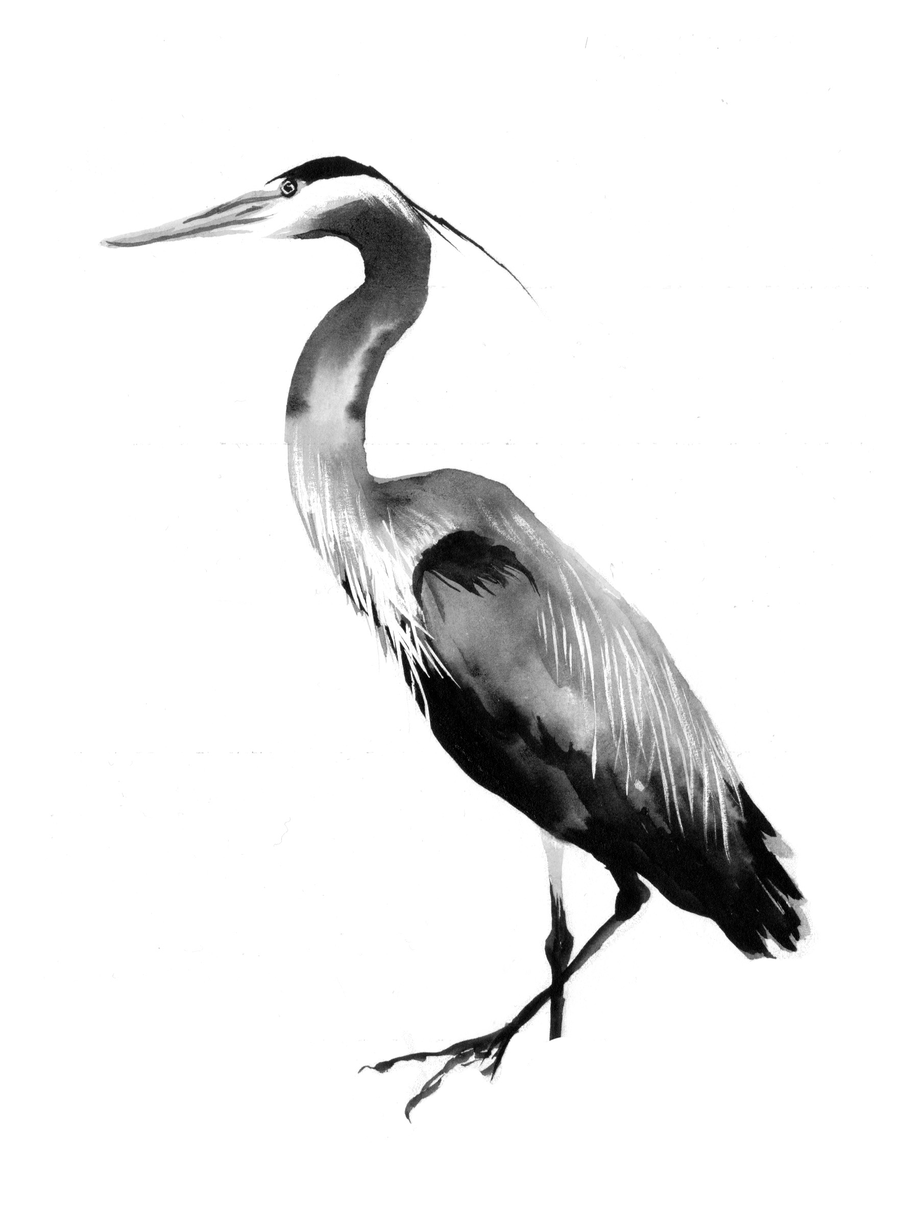 1800x2400 Heron Gillian G Illustration