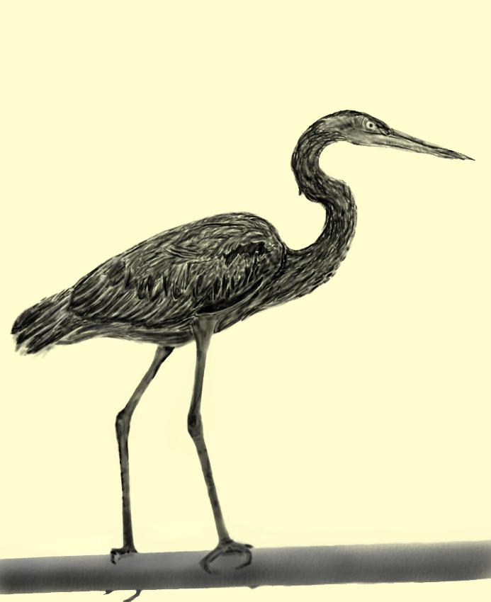 693x850 Heron Drawing Another Tablet Drawing Of One Of My