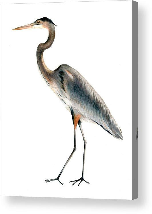532x750 Heron Walking Acrylic Print