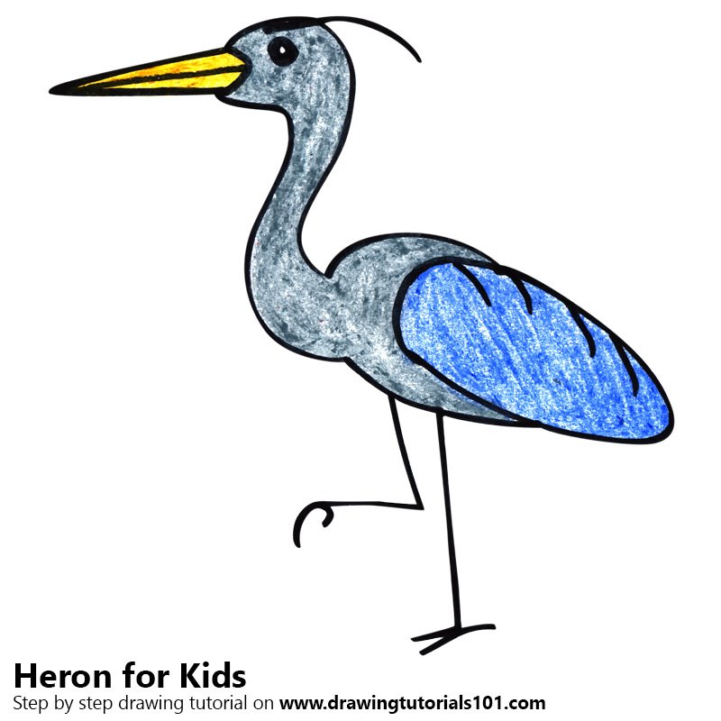 800x800 Learn How To Draw A Heron For Kids