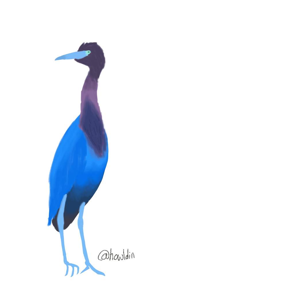 1024x1024 Little Blue Heron Furmino Amino
