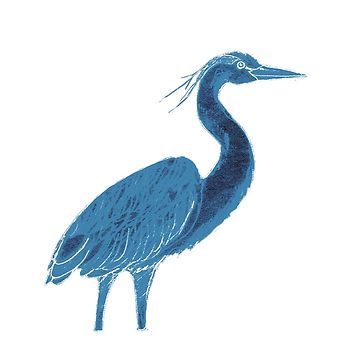 360x360 Blue Heron