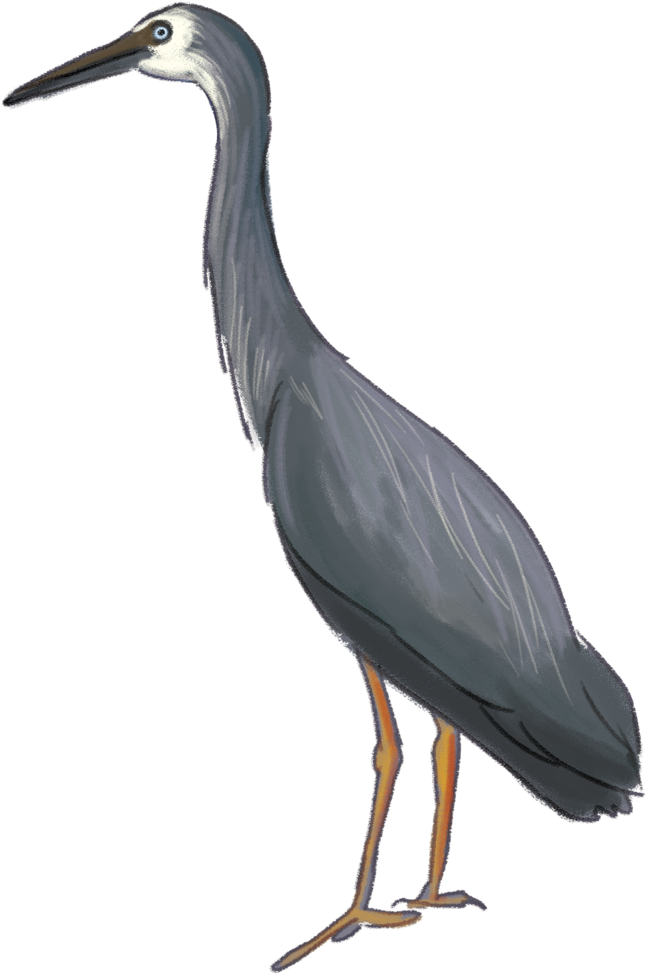 646x974 Download Heron Download Png Image