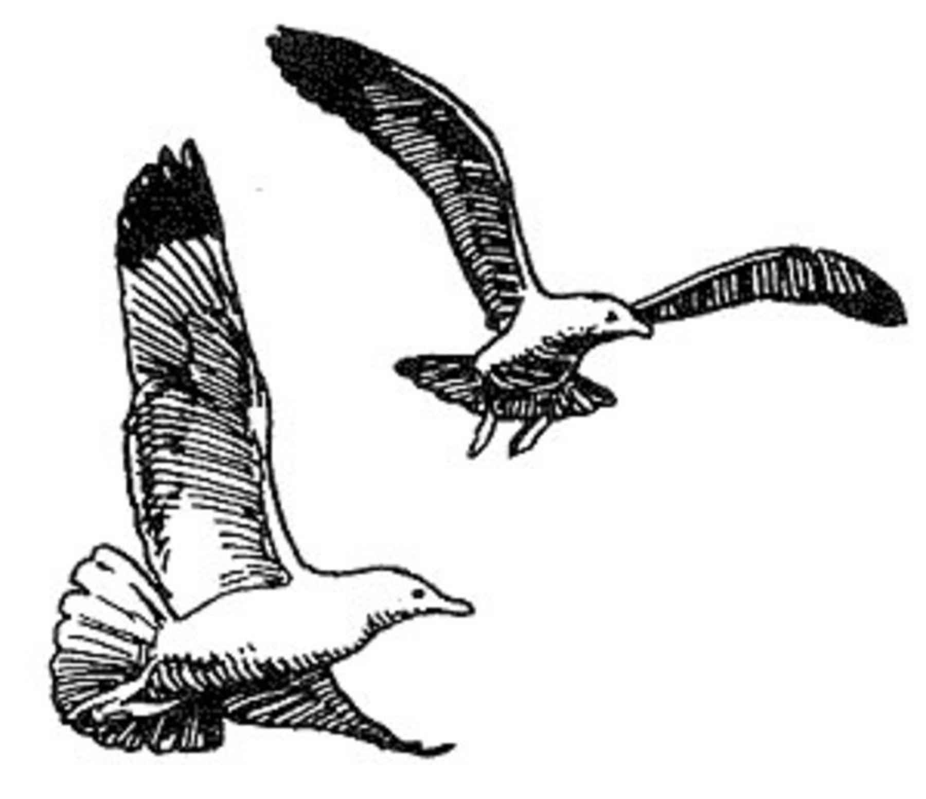 1800x1554 fileherring gull line drawing art