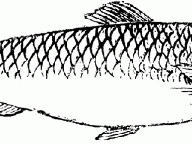 640x480 Free Herring Clipart, Download Free Clip Art