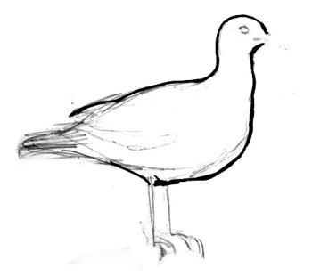 350x311 How To Draw A Seagull