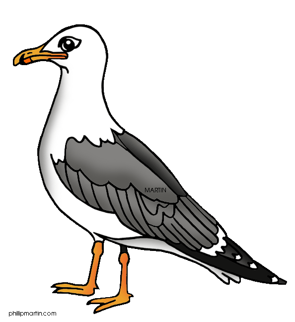 594x648 collection of free seagull drawing herring gull download on ui ex