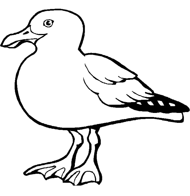 650x670 collection of free seagull drawing herring gull download on ui ex