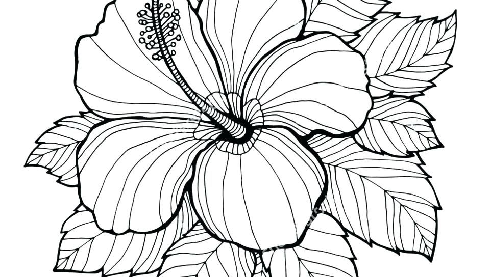 960x544 Drawing Pages Hibiscus Flower For Free Download