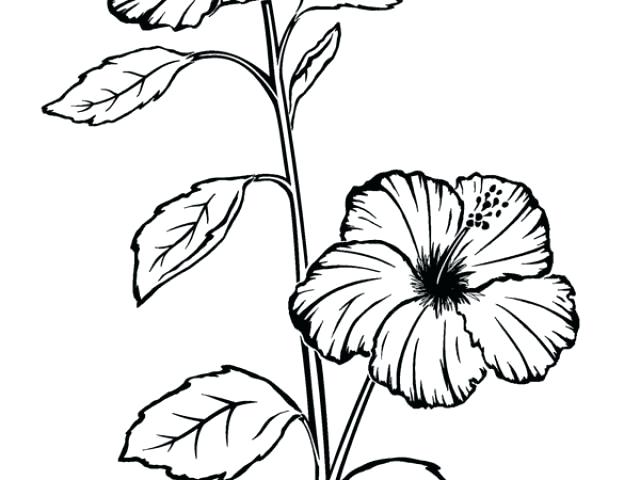640x480 Hibiscus Sketch