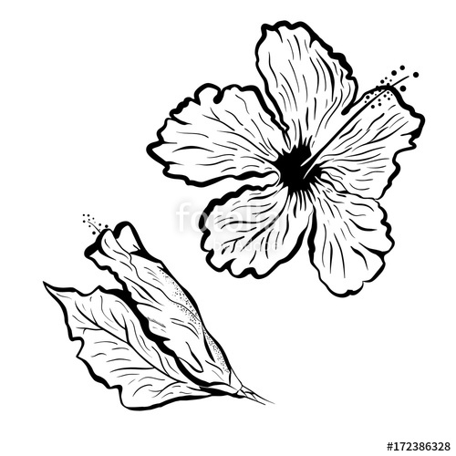 500x500 Hibiscus Flower In Tattoo Style Black And White, Graphic Tropical