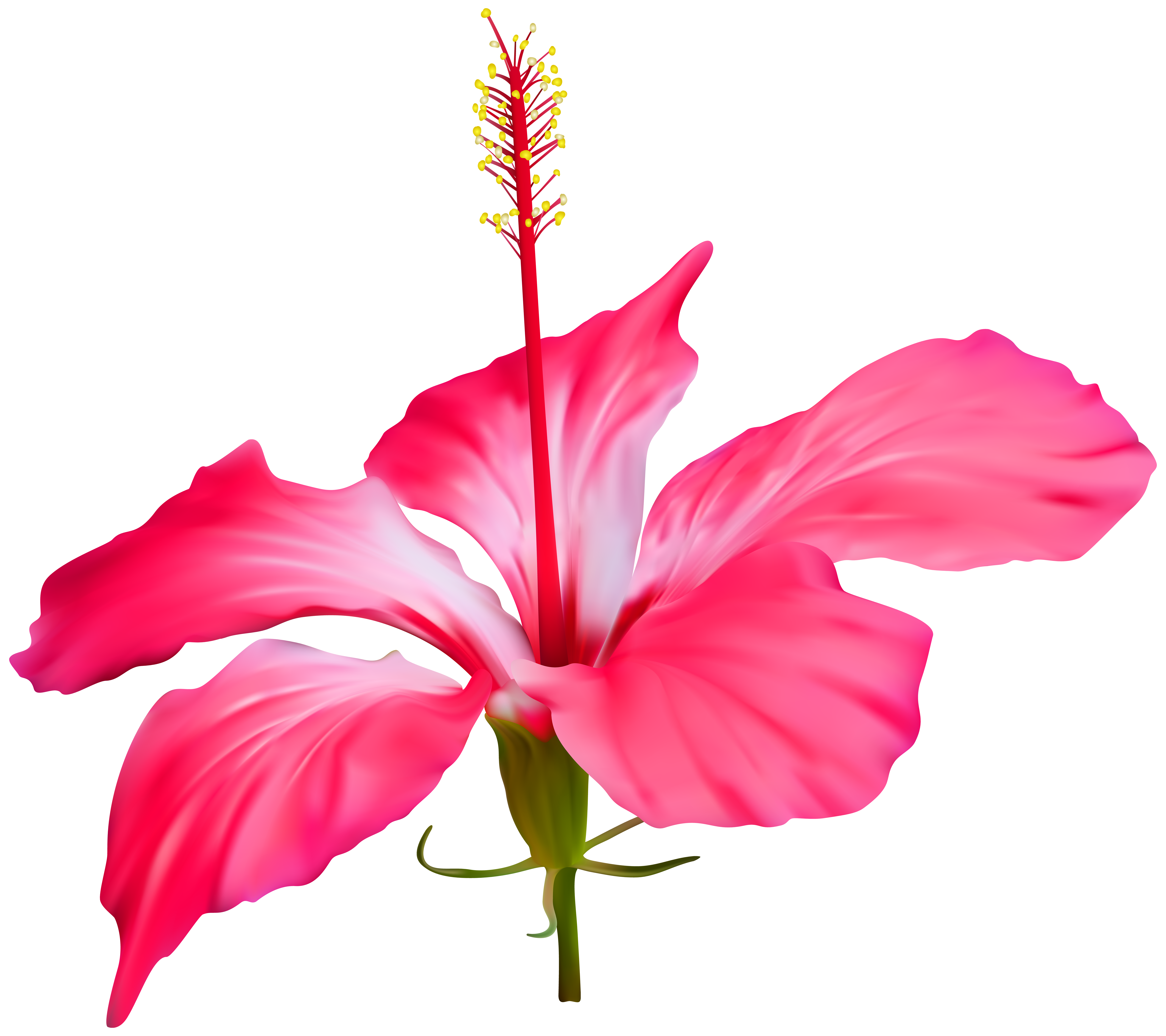 7000x6219 Pink Hibiscus Border Transparent Png Clipart Free Download