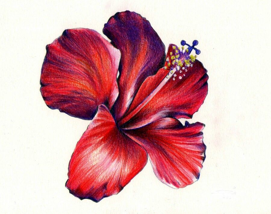 900x710 Wow!!!! Hibiscus Flowers In Color Pencil Art, Hibiscus