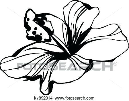 450x351 Hibiscus Flower Sketch
