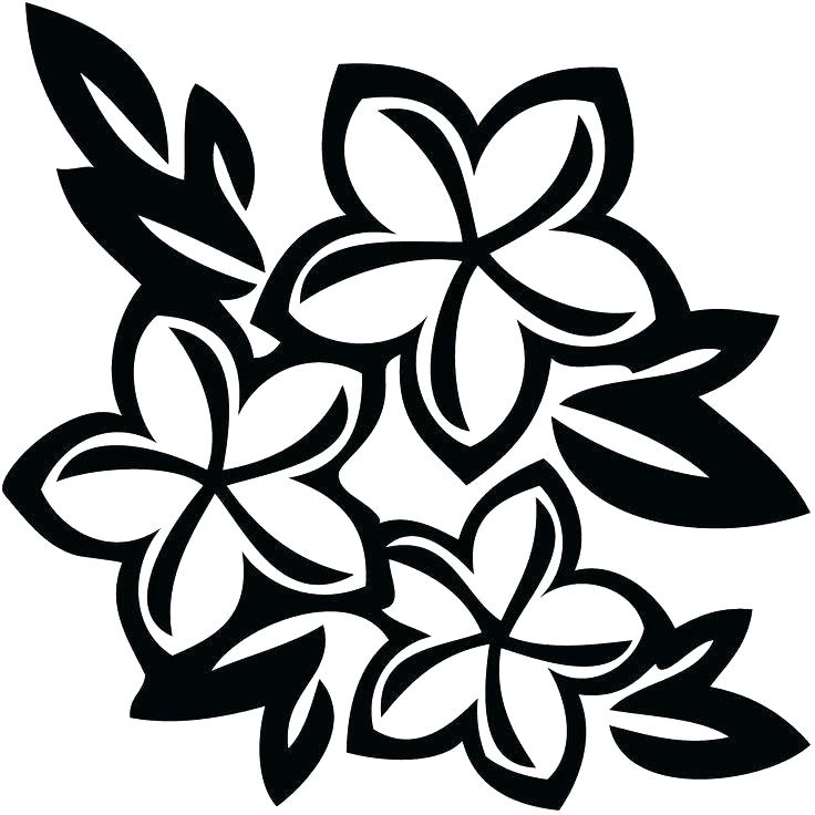736x736 How To Draw A Hawaiian Flower Step