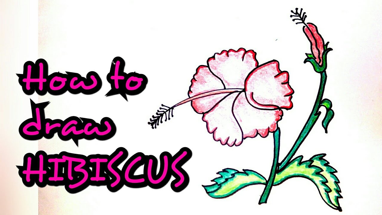 Hibiscus Flower Drawing | Free download on ClipArtMag