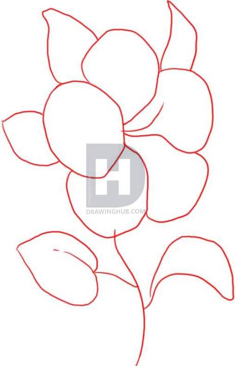 462x720 How To Draw A Hibiscus, Step